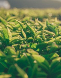 好看风景唯美意境，风景秀丽的的茶园，十二使徒岩图片