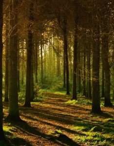 幽静的林中小路图片唯美意境风景