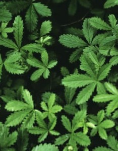 好看的绿叶绿色有生机的适合的绿植图片