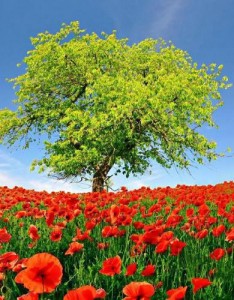 适合永久做的风景图片，这些风景图片太美了