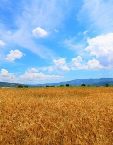 独特个性风是否喜欢呢，金色麦田风景意境图片