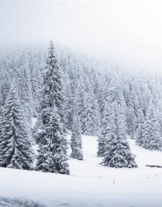 冬天的雪景真美啊，唯美意境图片绝对好看