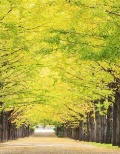 意境唯美图片，清新绿色森系唯美银杏树图片