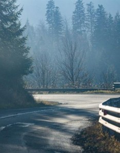 常绿挺拔的松树林风景意境图片