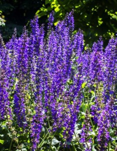 唯美薰衣草意境图片，清新典雅的紫色薰衣草图片