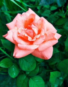 惹人怜爱的粉色玫瑰花意境图片大全唯美