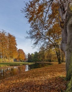经典意境图片风景，秋季的树林这个夏天用用吧