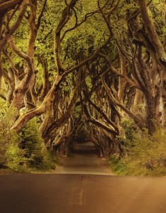 微信唯美风景意境，幽静的树林小路图片