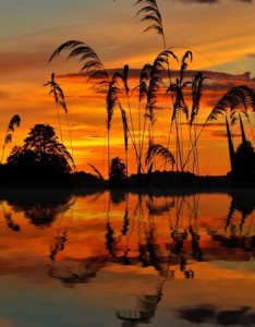 唯美图片意境高清芦苇意境唯美图片太美丽了