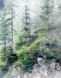 山林风景意境图片 雾气缭绕的山林图片