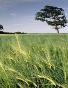 自然风光意境图片高清唯美