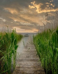 唯美风景意境图片 随风起舞的芦苇图片