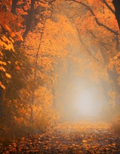 意境唯美风景森林，给每一位看到的朋友带来好心情