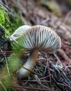 能带来好心情的高清绿色青苔唯美意境图片