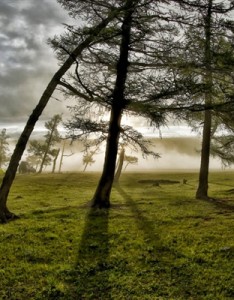 绿色草甸草原风景QQ高清意境图片