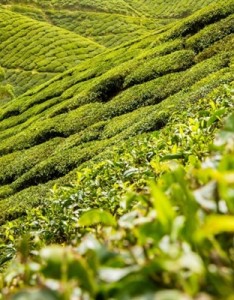 唯美清新意境图片一望无际的绿色茶园风景图片