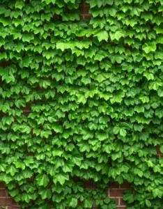 绿色养眼意境图片 常春藤植物很少见的图