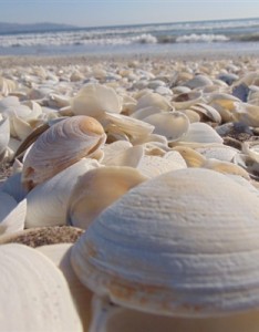 贝壳意境图片形状各异的贝壳图片