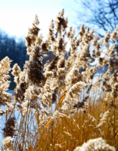 漂亮柔韧的芦苇丛唯美风景意境图片