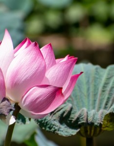 好看吉祥的荷花意境图片，荷花的意义自己了解吧