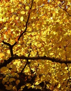 秋天树叶意境图片，看到这金黄的树叶秋天真的来了