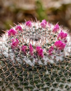 仙人掌花意境图片女人用仙人掌做微信头像最合适了