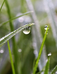 好看的唯美意境图片 绿色清新青草上面的露珠图片