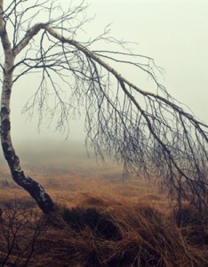 个性风景唯美湿润的沼泽风景图片