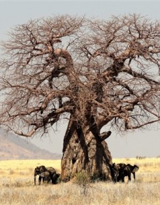 唯美树风景意境 神奇的猴面包树图片