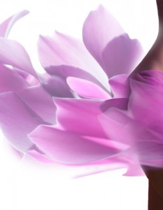 紫色薄纱遮挡住隐秘部位的性感女性高清美女壁纸图片