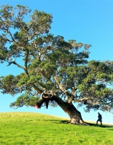 一棵孤独生长的树意境图片，蓝天下独具一格的风景