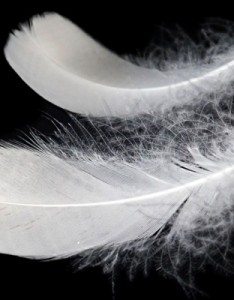 羽毛唯美图片 各种颜色轻盈唯美的羽毛图片