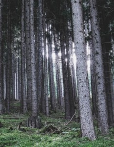 森系风景意境图片幽静唯美树林高清图片