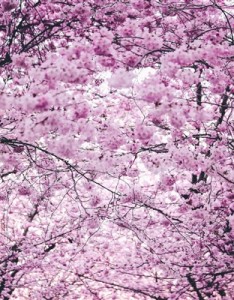 一眼记住的唯美图片 精美植物花卉高清图片