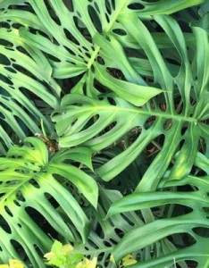 可爱漂亮绿色唯美图片 鲜嫩绿色的树叶图片