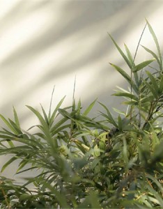 2023高级感的光影美学背景图 不走心的努力其实都是在敷衍自己