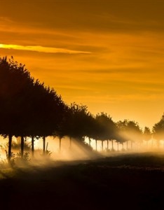 个性高清意境唯美风景图片 阳光下的森林景色图片