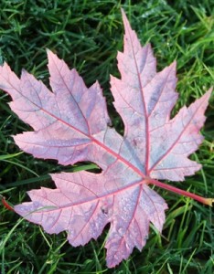 枫叶唯美图片 最好看的枫叶图片