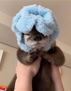 最新萌态十足水獭宝宝图片高清超可爱 让你瞬间沦陷爱上的哦