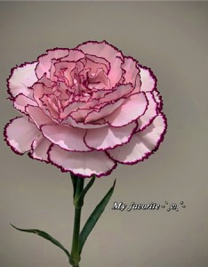 发朋友圈可爱的配图最新 世间万物如此可爱我们没理由不可爱