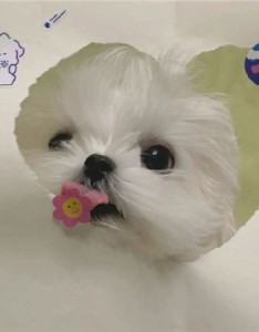 2023超赞超搞怪的图片最新 我很丰富无法简介