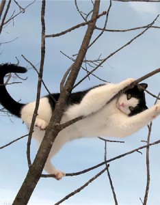 微信猫咪背景图片大全高清可爱 小猫在午睡地球在转圈