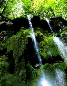 绿色唯美意境图片绿色的青苔植物也是一道好风景