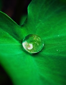 清新素雅的唯美意境图片，绿色系小清新护眼又好看