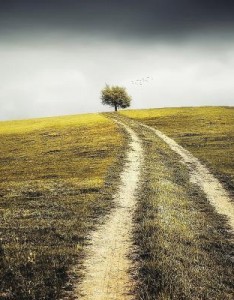 好看的图片 精选蓝天白云下一棵大树图片