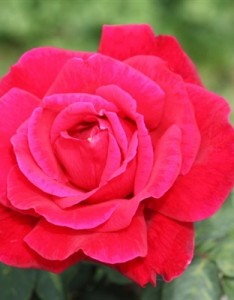 妖艳的红玫瑰唯美意境图片，红玫瑰头像暗示我爱我