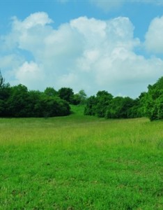 清新绿色风景唯美图片，最好看的绿色护眼的草地风景图片