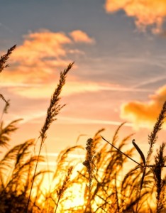 午后黄昏芦苇唯美意境图片