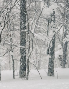 冬季树林唯美意境雪景图片