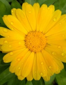 优雅多姿的花朵意境图片，洋溢着能包容一切的温柔光辉